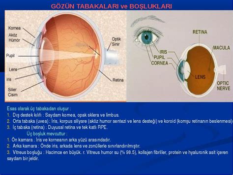oftalmik zona